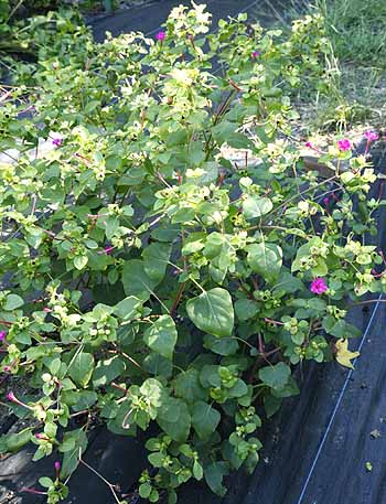 Four o'clock plants in our field